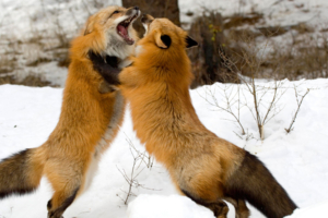 Red Foxes Montana2383512232 300x200 - Red Foxes Montana - Montana, Foxes, Afternoon